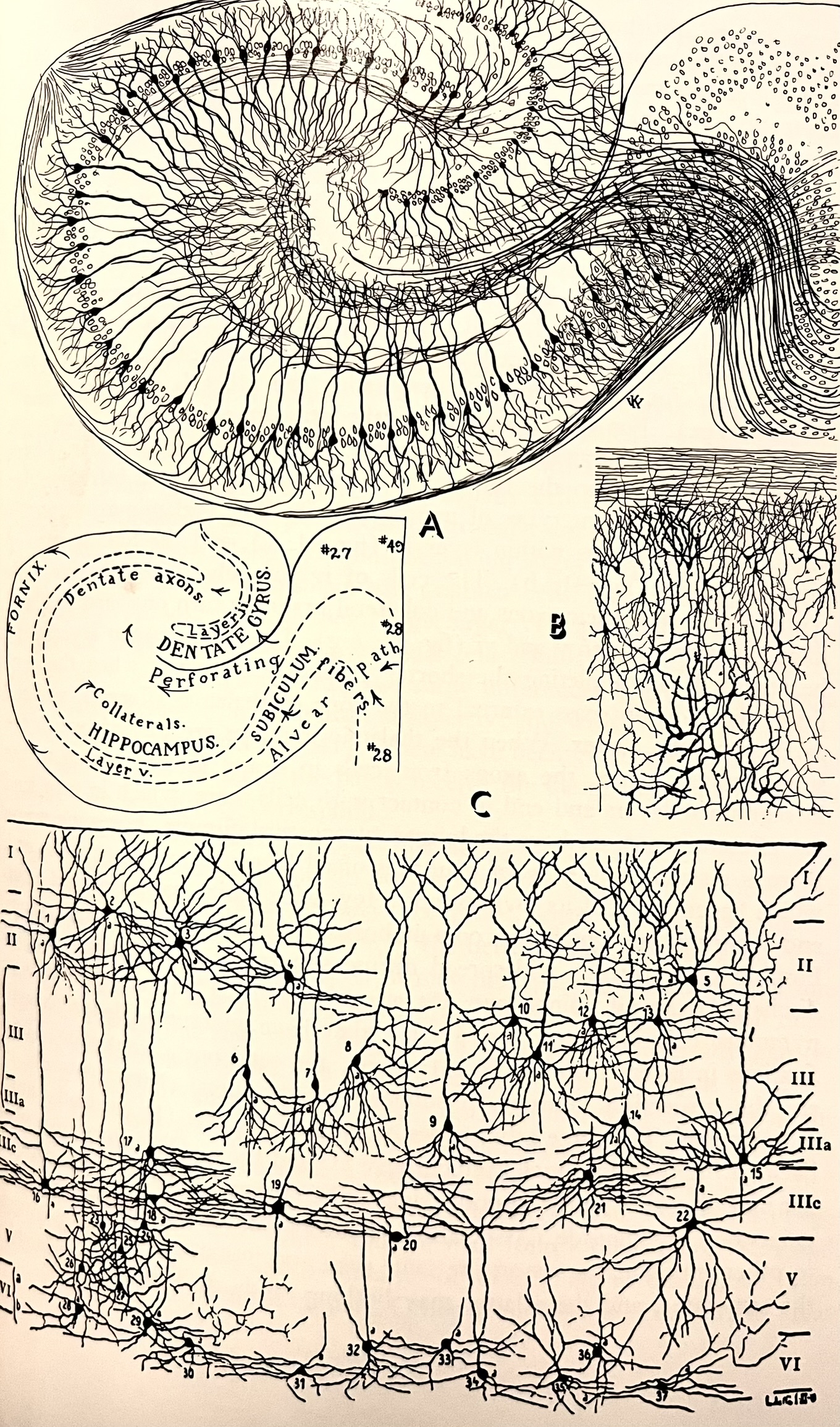 Neuron Drawing