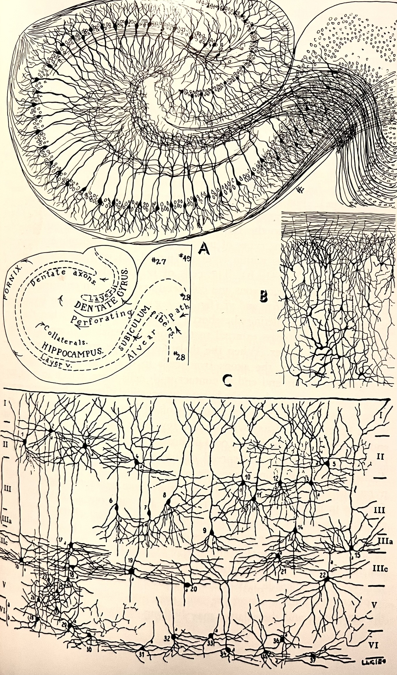 Neuron Drawing