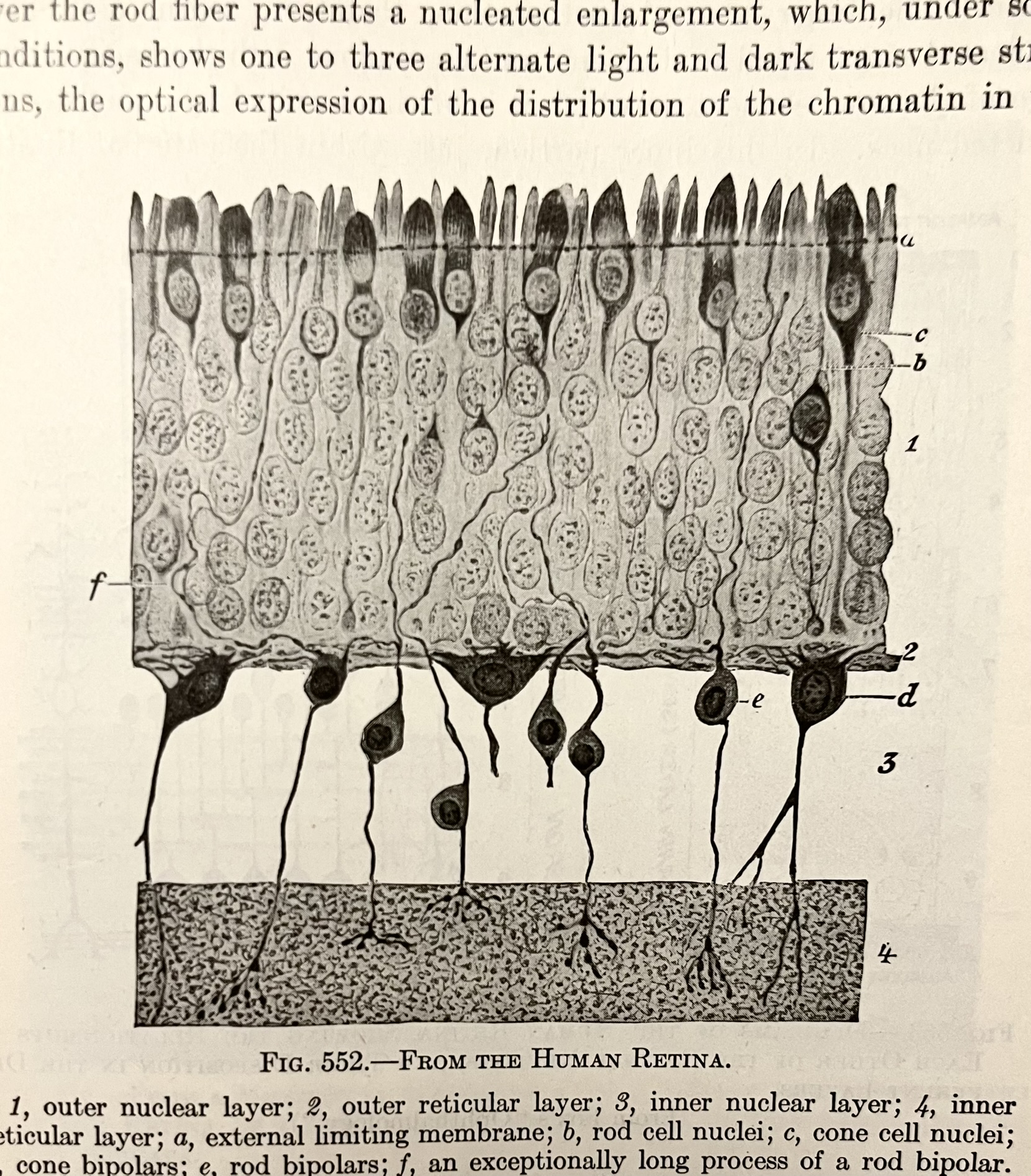 Retina textbook figure